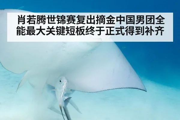 肖若腾世锦赛复出摘金中国男团全能最大关键短板终于正式得到补齐